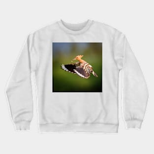 Hoopoe (Upupa epops) in flight Crewneck Sweatshirt